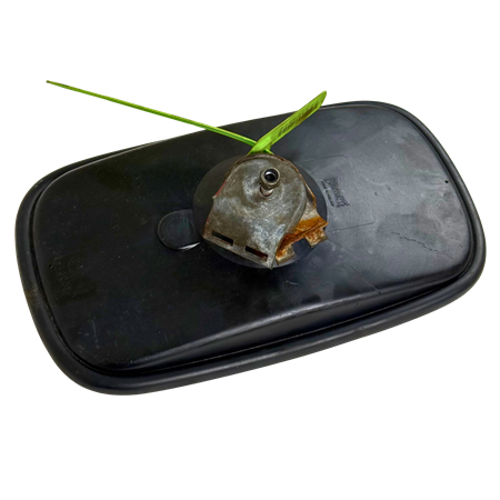 Backspegel